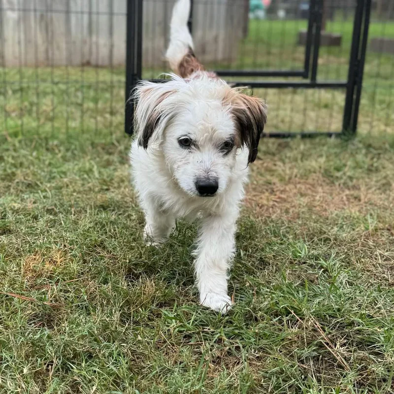 Boots Mcgee thumbnail 5