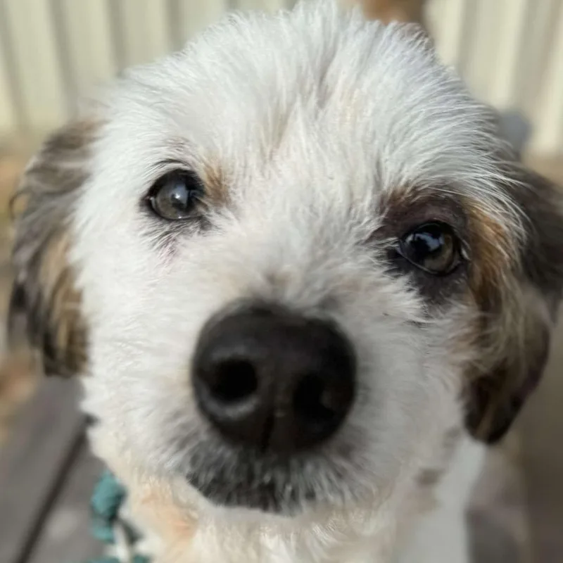 Boots Mcgee thumbnail 6