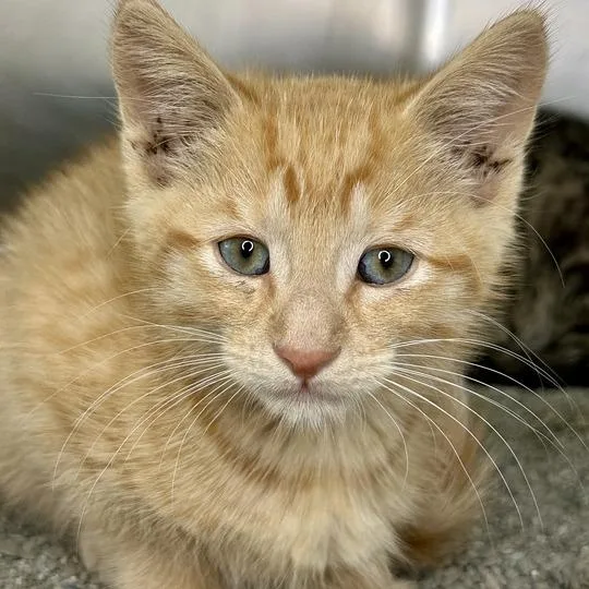 A baby small-sized male Orange / Red Domestic Short Hair cat named Simba for adoption in Matteson, IL