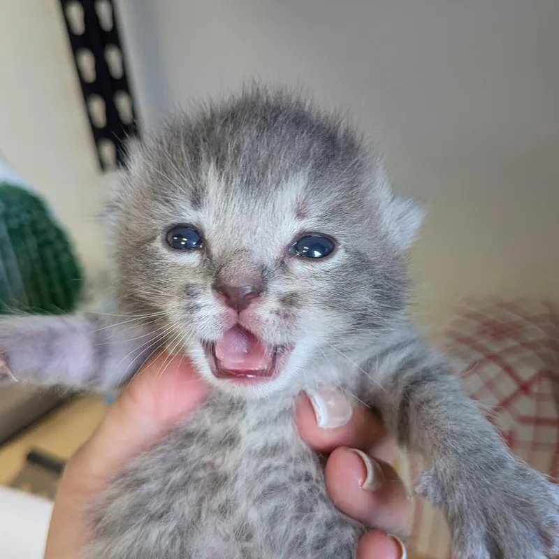 A baby small-sized female Gray / Blue / Silver Domestic Medium Hair cat named Haaland for adoption in Jeffersonville, IN
