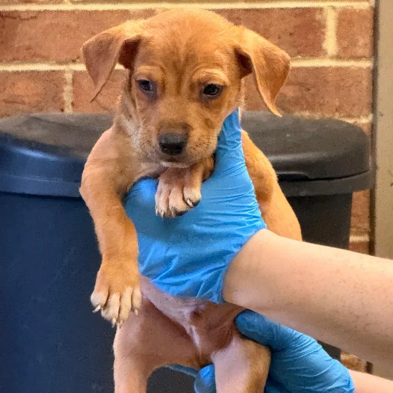 A baby small-sized male Yellow / Tan / Blond / Fawn Terrier dog named Troy for adoption in Birmingham, AL