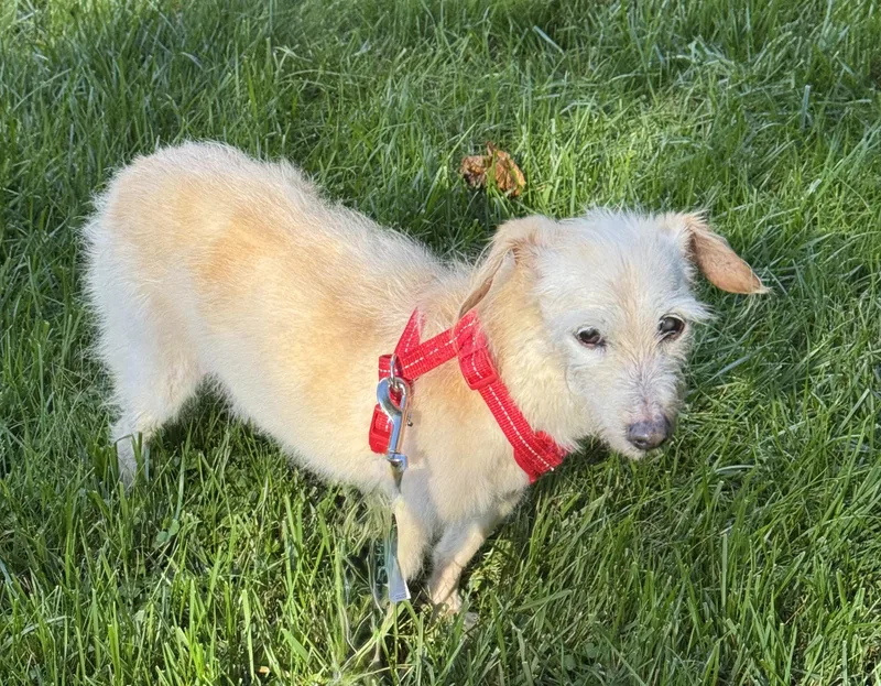 A senior small-sized female Apricot / Beige Mixed Breed dog named Luna for adoption in Ellicott City, MD