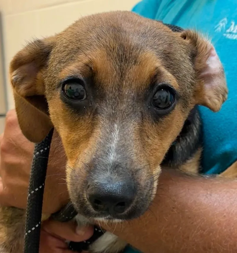 A baby small-sized female Terrier dog named Buffy for adoption in Elizabethton, TN