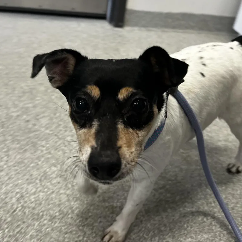 A senior small-sized female White / Cream Mixed Breed dog named Coqueta for adoption in Hinsdale, IL