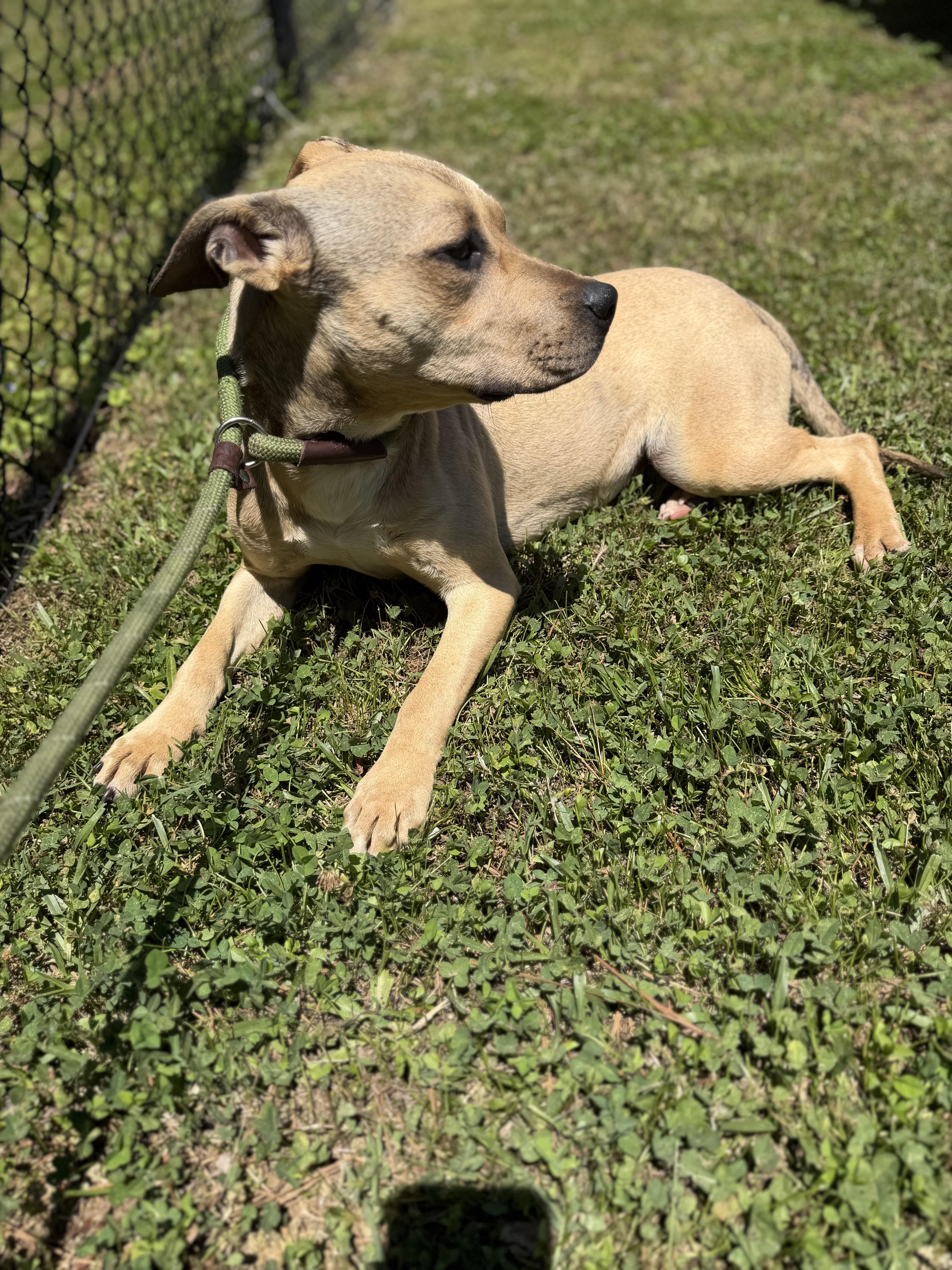 A young medium-sized female Apricot / Beige Terrier dog named Mae for adoption in Lancaster, SC