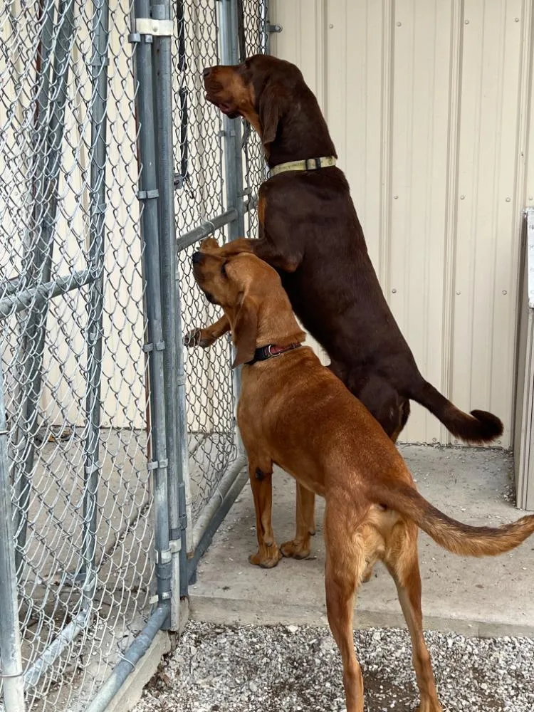 An adult large-sized male Bloodhound dog named Wadi for adoption in Troy, MO