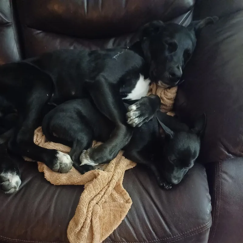 An adult medium-sized male Black Labrador Retriever dog named Odin for adoption in Roanoke, VA