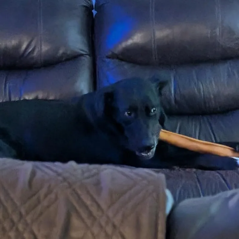 Odin thumbnail 6
