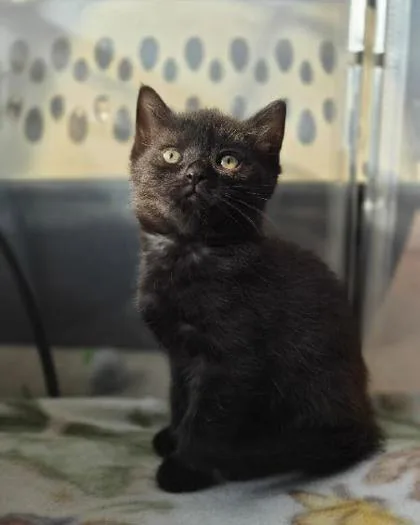 A baby small-sized female Domestic Short Hair cat named Cute One for adoption in Cincinnati, OH