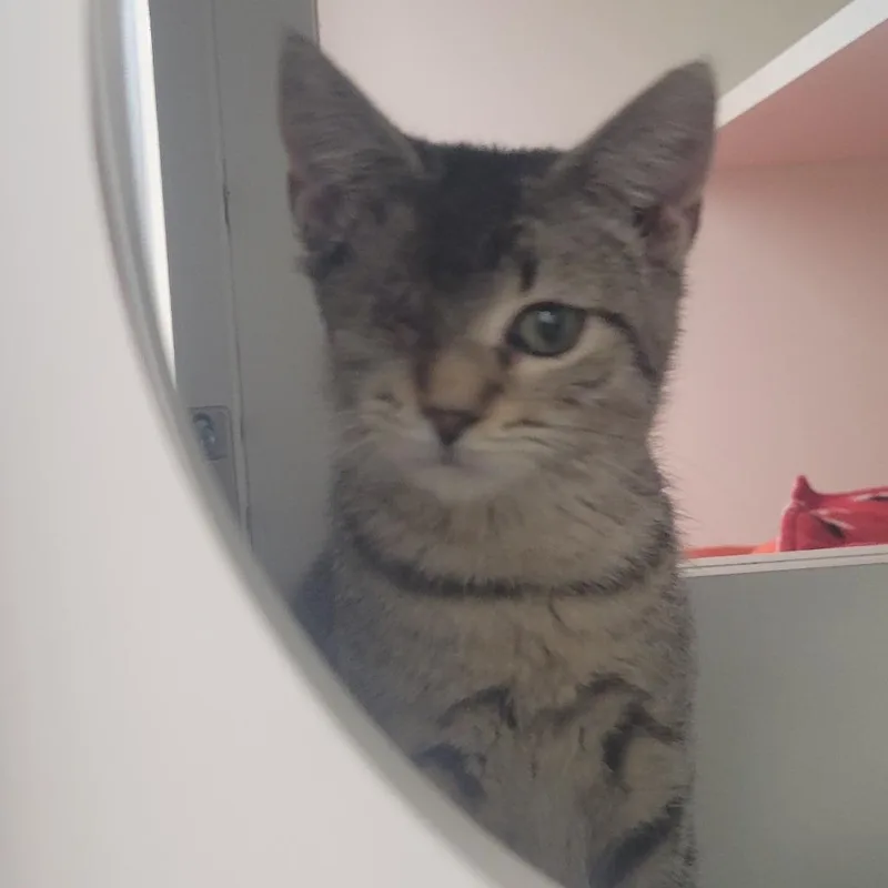 A baby small-sized female Gray / Blue / Silver Domestic Short Hair cat named McNallan for adoption in Rochester, MN