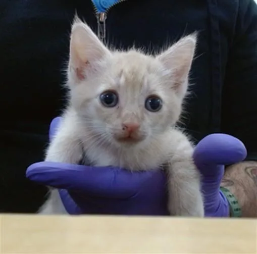 A baby small-sized female Domestic Short Hair cat named Terra for adoption in Miami, FL