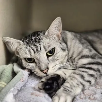 An adult medium-sized female Domestic Medium Hair cat named Silena for adoption in Sacramento, CA