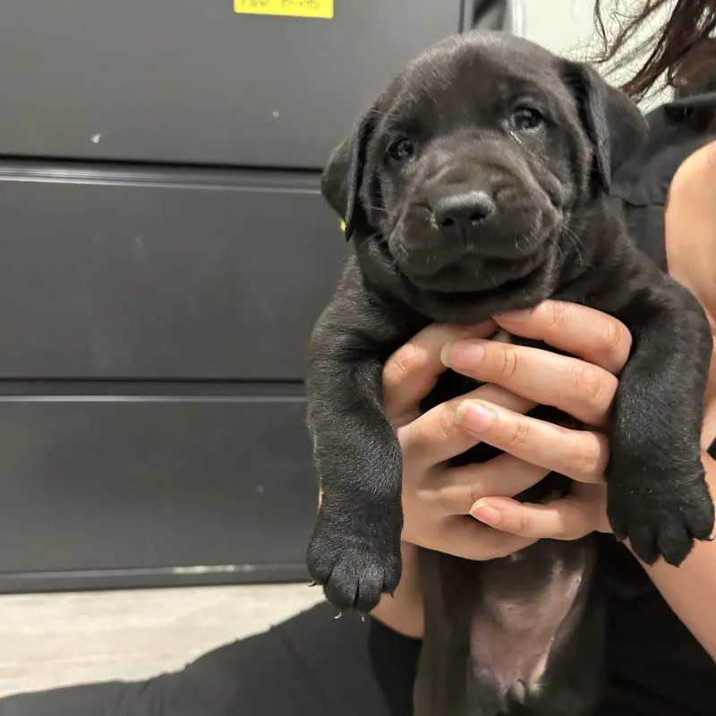 A baby medium-sized female Black Labrador Retriever dog named Everest for adoption in Waldorf, MD
