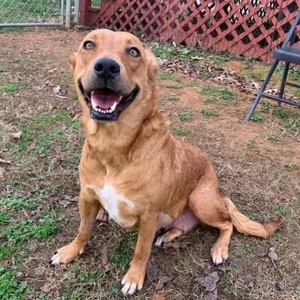 An adult medium-sized female Red / Chestnut / Orange Mixed Breed dog named Robin for adoption in Tyler, TX