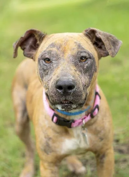 A young medium-sized female Tricolor (Brown, Black, & White) Mixed Breed dog named Ariel for adoption in Hamilton, OH