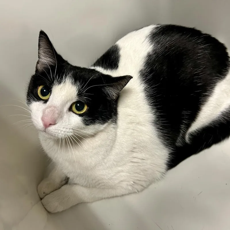 An adult medium-sized female White Domestic Short Hair cat named Miss Skeeter for adoption in Salt Lake City, UT