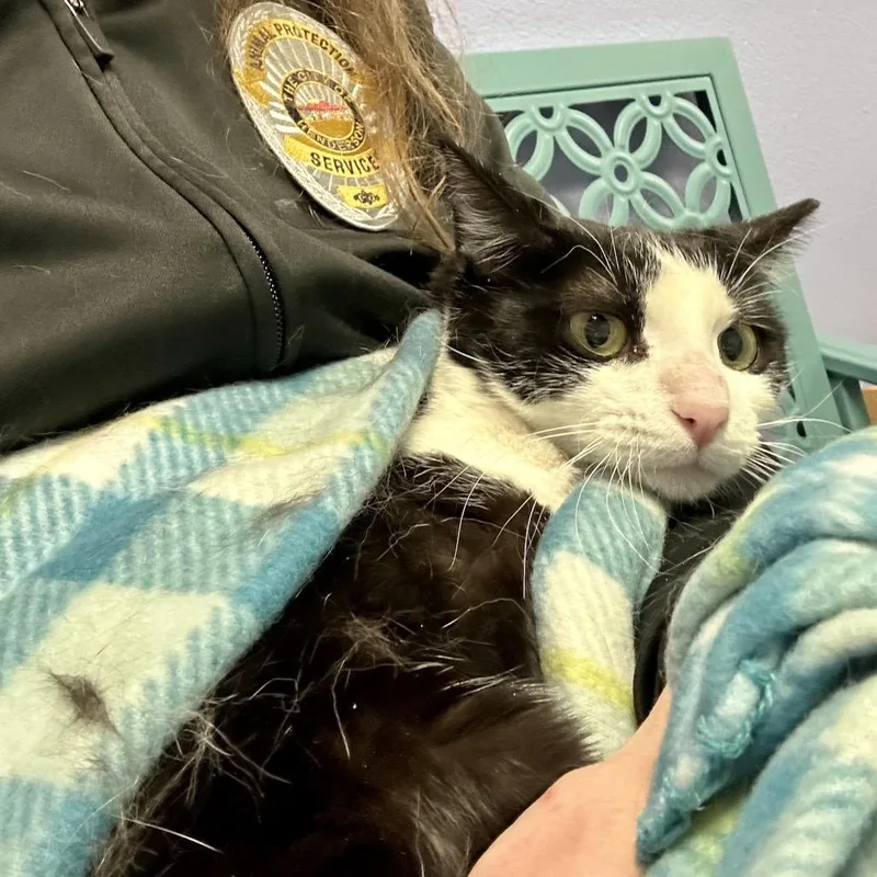 Miss Skeeter thumbnail 3