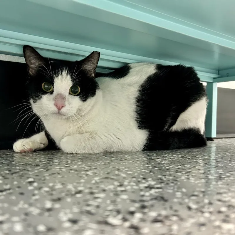 Miss Skeeter thumbnail 4