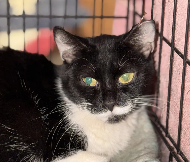 A young medium-sized female Black & White / Tuxedo Tuxedo cat named Erica for adoption in Columbia, SC