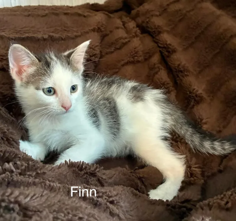 Finn
