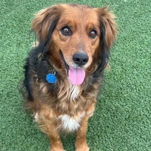An adult medium-sized male Brown / Chocolate Basset Hound dog named Bodi for adoption in Indianapolis, IN