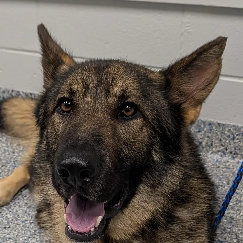 An adult large-sized male Brown / Chocolate German Shepherd Dog dog named Marshall for adoption in Greenville, SC