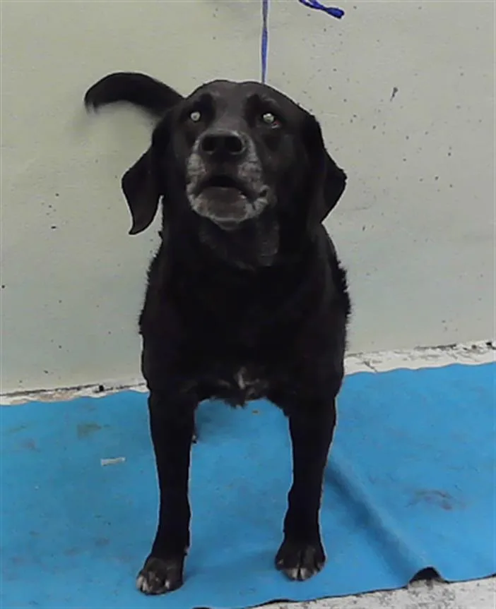 An adult large-sized female Labrador Retriever dog named Frannie for adoption in Houston, TX