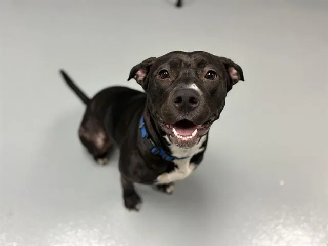 A young medium-sized female Pit Bull Terrier dog named Mabbette for adoption in Saint Cloud, FL