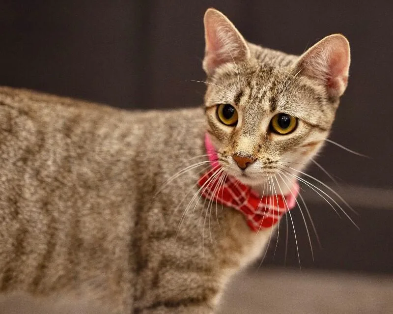 An adult medium-sized female Tabby (Brown / Chocolate) Domestic Short Hair cat named Stella for adoption in North Babylon, NY