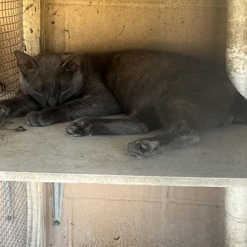 An adult large-sized male Brown / Chocolate Domestic Short Hair cat named Mojito for adoption in West Palm Beach, FL