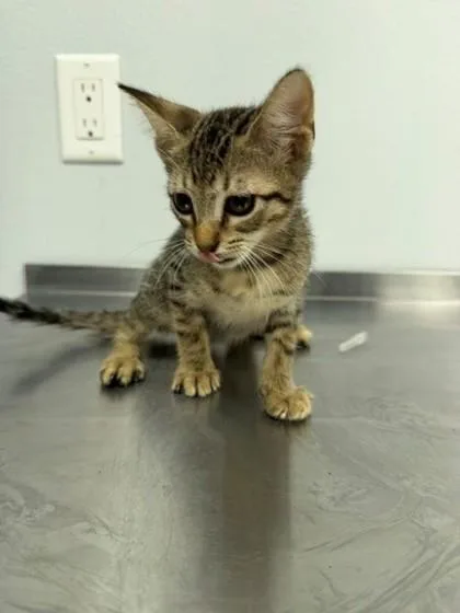 An adult small-sized male Domestic Short Hair cat named Caddo for adoption in Port Allen, LA