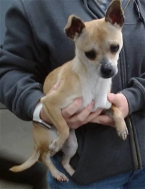 A young small-sized male Chihuahua dog named Scotty for adoption in Salinas, CA