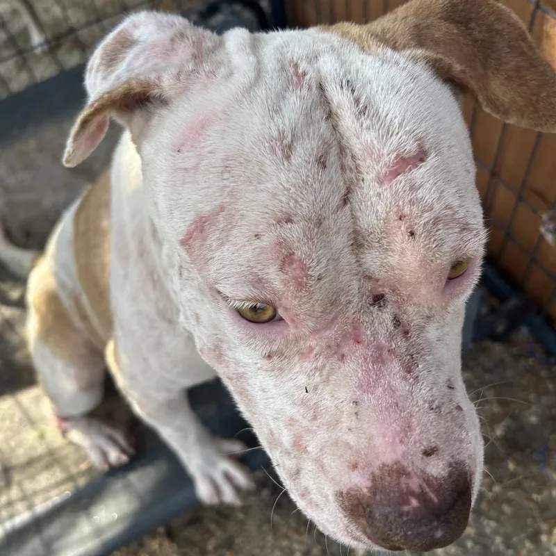 Snowflake thumbnail 2