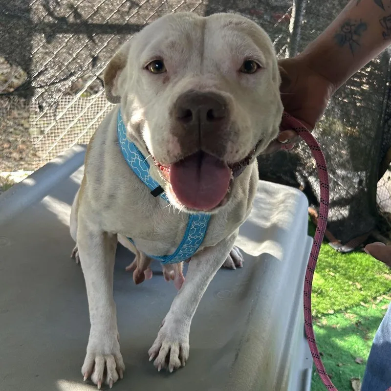 Snowflake thumbnail 3