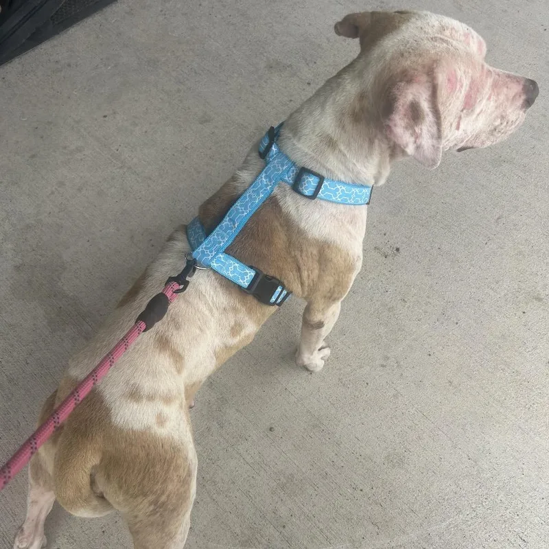 Snowflake thumbnail 4