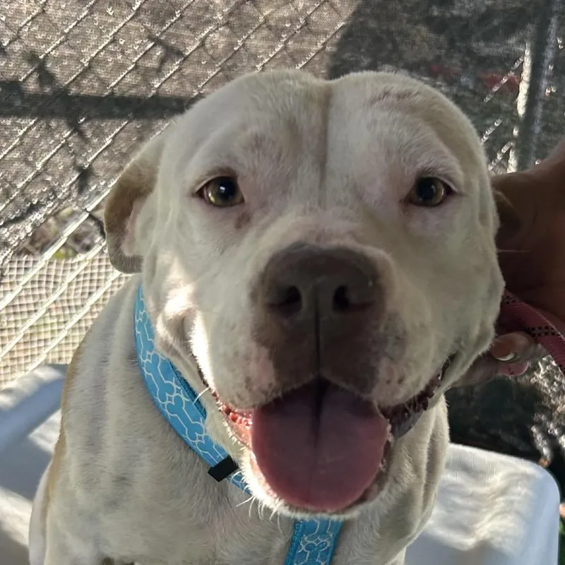 Snowflake thumbnail 5