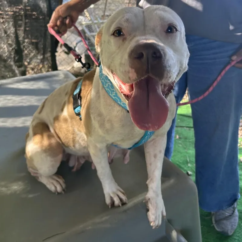 Snowflake thumbnail 6