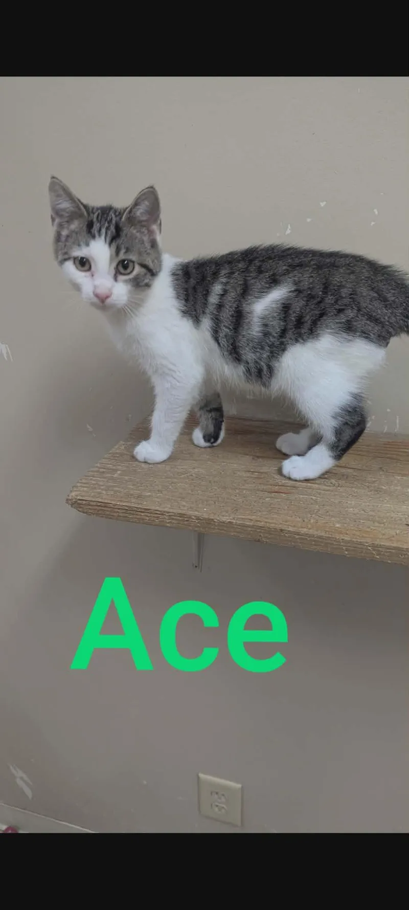 A baby medium-sized male Tabby (Gray / Blue / Silver) Domestic Short Hair cat named Ace for adoption in Logan, OH