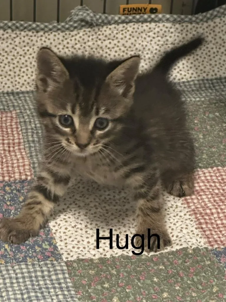A baby small-sized male Domestic Short Hair cat named Hugh for adoption in Saint Francisville, LA
