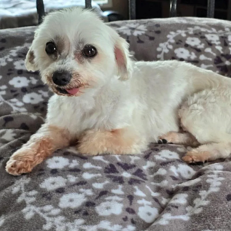 A senior small-sized male White / Cream Maltese dog named Pauly for adoption in Olathe, KS