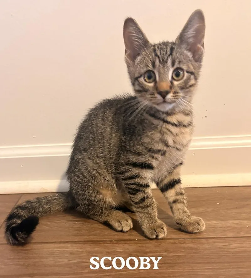 A baby small-sized male Brown / Chocolate Domestic Medium Hair cat named Scooby for adoption in Mooresville, NC