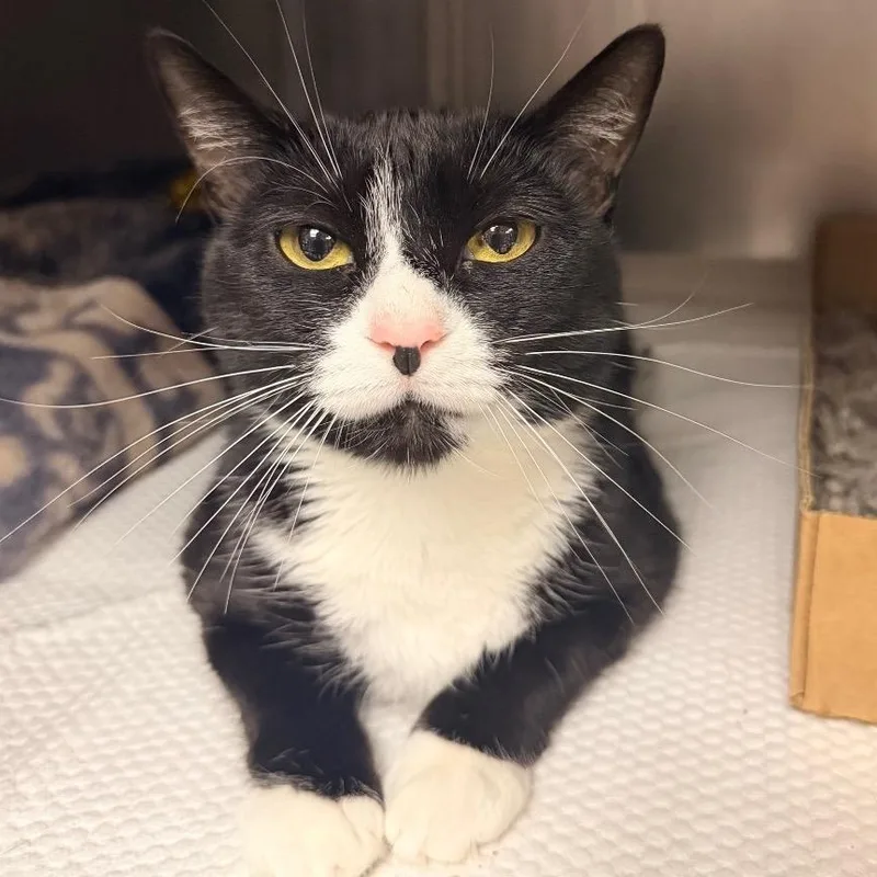 An adult medium-sized female Black & White / Tuxedo Domestic Short Hair cat named Dinah for adoption in Bellmawr, NJ
