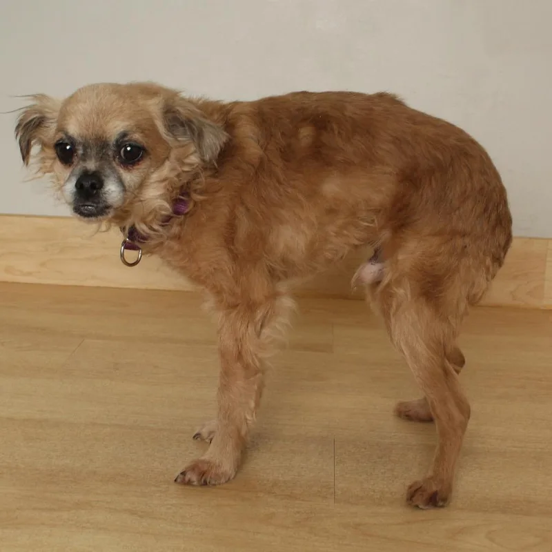 A senior small-sized male Yellow / Tan / Blond / Fawn Yorkshire Terrier dog named Benji D for adoption in Minnetonka, MN