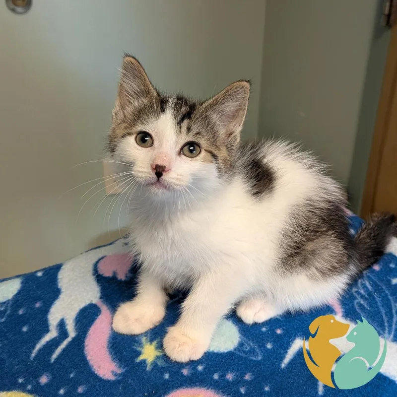 A baby small-sized male Brown / Chocolate Domestic Medium Hair cat named Grain for adoption in Toledo, OH