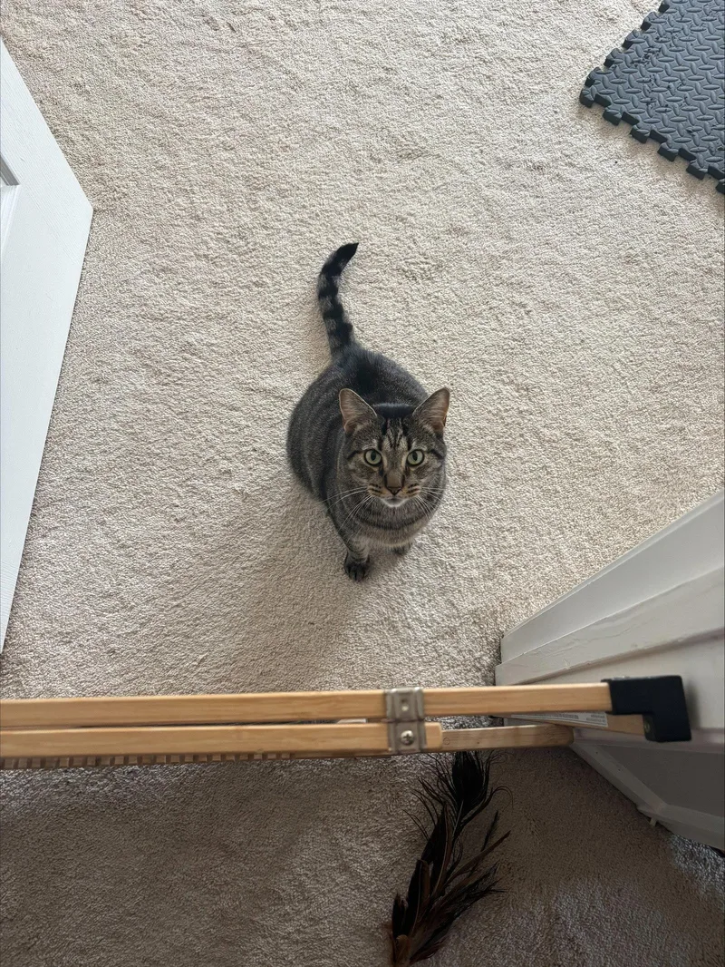 An adult medium-sized male Domestic Short Hair cat named Shadow for adoption in Herndon, VA