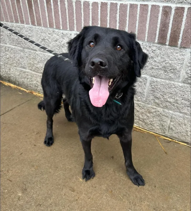 An adult large-sized male Black Rottweiler dog named Blake for adoption in Evansville, IN