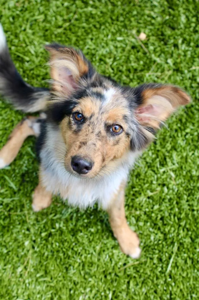 A baby medium-sized female Australian Shepherd dog named Star for adoption in Morgantown, KY