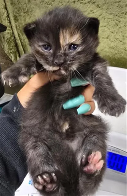A baby small-sized female Domestic Short Hair cat named Almond for adoption in Riverside, CA