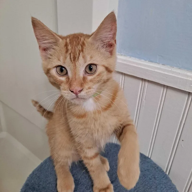 A baby small-sized male Orange / Red Domestic Short Hair cat named Apollo for adoption in Glenfield, NY
