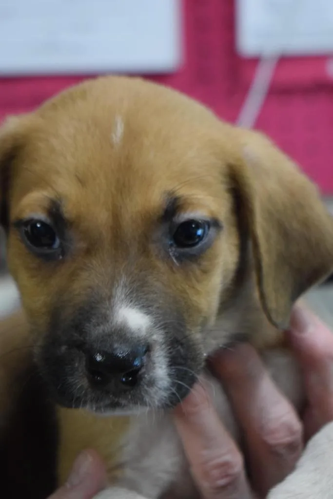 A baby medium-sized male Labrador Retriever dog named Fritz for adoption in Pahrump, NV